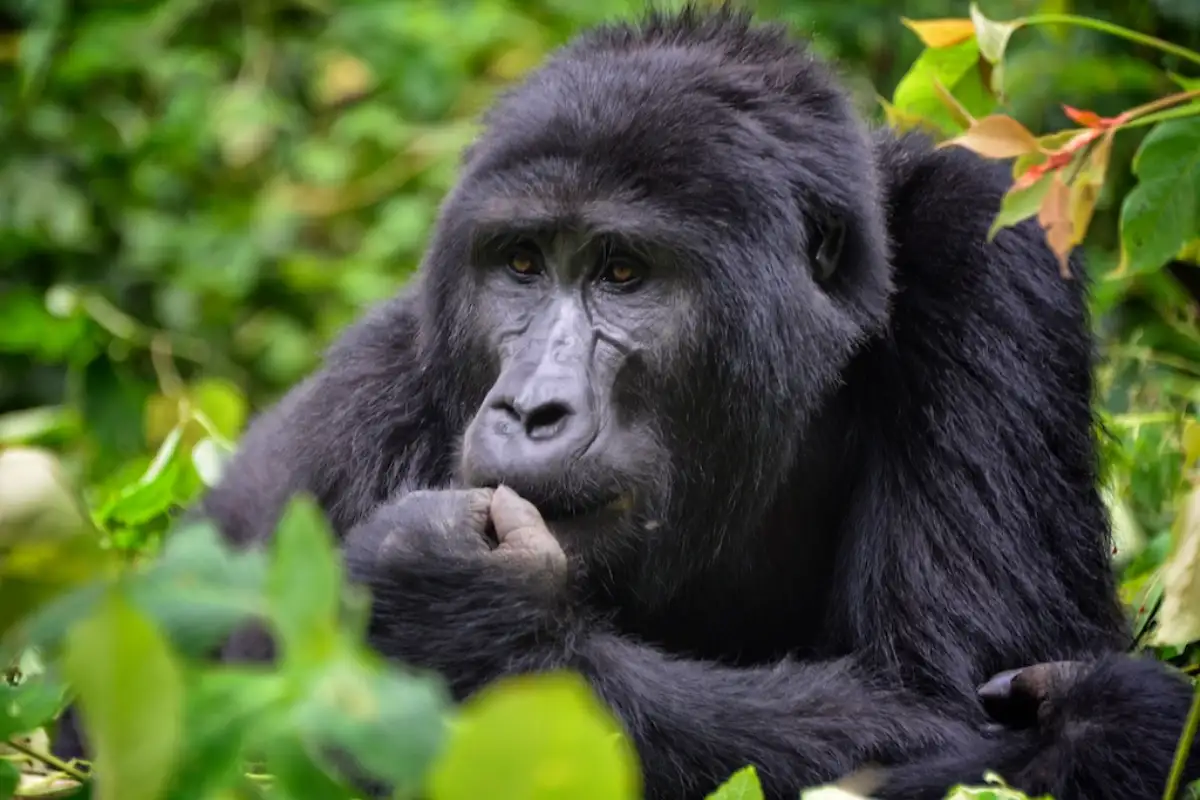 3 Days Primate Gorilla Trekking Safari to Bwindi Impenetrable National Park
